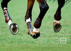 Equestrian Calendar 2009